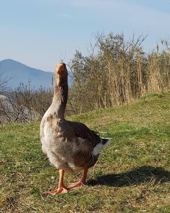 Agriturismo Il Picchio Verde Licciana Nardi Esterno foto